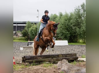 KWPN, Gelding, 17 years, 17 hh, Chestnut-Red