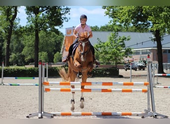 KWPN, Gelding, 17 years, 17 hh, Chestnut-Red