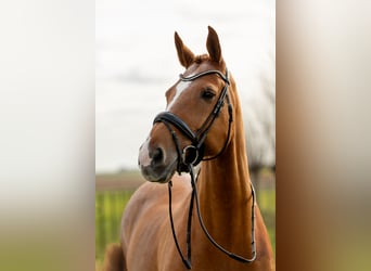 KWPN, Gelding, 17 years, 17 hh, Chestnut-Red
