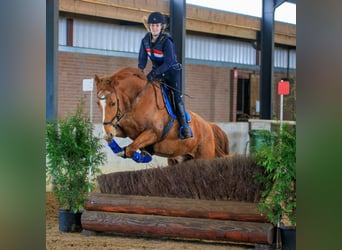 KWPN, Gelding, 17 years, 17 hh, Chestnut-Red