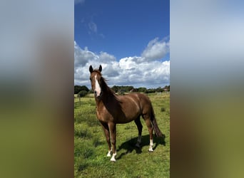 KWPN, Gelding, 18 years, 15 hh, Chestnut-Red