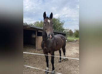 KWPN, Gelding, 18 years, 16,2 hh, Bay-Dark