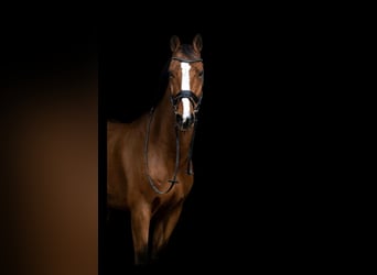 KWPN, Gelding, 18 years, 16.2 hh, Brown
