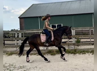 KWPN, Gelding, 18 years, 16,1 hh, Bay-Dark