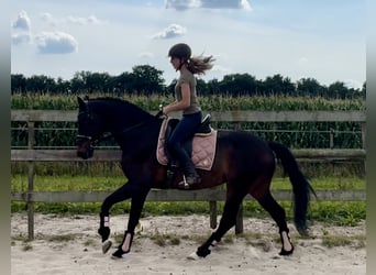 KWPN, Gelding, 18 years, 16,1 hh, Bay-Dark