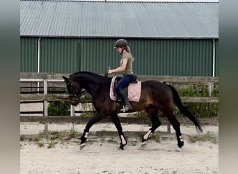 KWPN, Gelding, 18 years, 16,1 hh, Bay-Dark