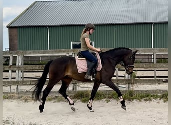 KWPN, Gelding, 18 years, 16,1 hh, Bay-Dark