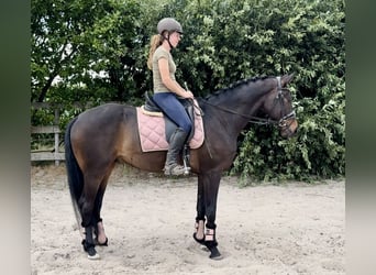 KWPN, Gelding, 18 years, 16,1 hh, Bay-Dark