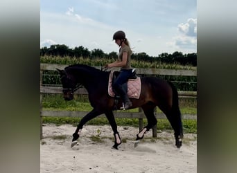 KWPN, Gelding, 18 years, 16,1 hh, Bay-Dark