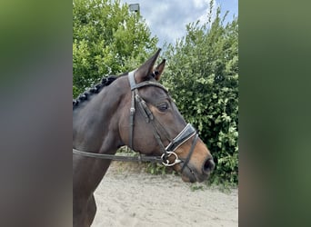 KWPN, Gelding, 18 years, 16,1 hh, Bay-Dark