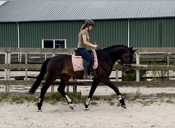 KWPN, Gelding, 18 years, 16,1 hh, Bay-Dark