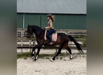 KWPN, Gelding, 18 years, 16,1 hh, Bay-Dark