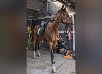 KWPN, Gelding, 18 years, 16,2 hh, Brown-Light