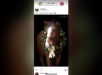 KWPN, Gelding, 18 years, 17 hh, Brown