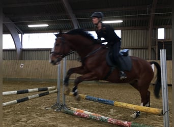 KWPN, Gelding, 18 years, 17 hh, Brown