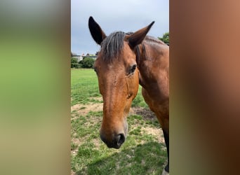 KWPN, Gelding, 18 years, 17,1 hh, Brown