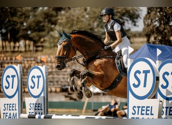 KWPN, Gelding, 18 years, Brown