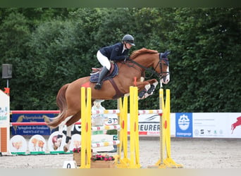 KWPN, Gelding, 19 years, 16.2 hh