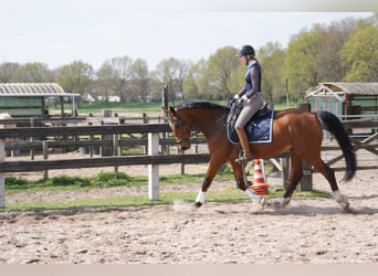 KWPN, Gelding, 19 years, 16,1 hh, Brown