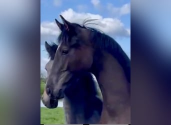 KWPN, Gelding, 1 year, 17 hh, Black