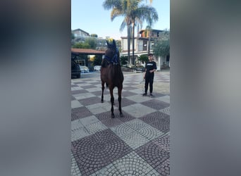 KWPN, Gelding, 1 year