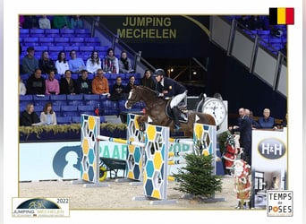 KWPN, Gelding, 21 years, 14.2 hh