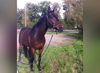 KWPN, Gelding, 21 years, 16,1 hh, Bay-Dark