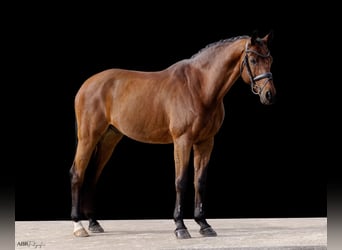 KWPN, Gelding, 21 years, Bay