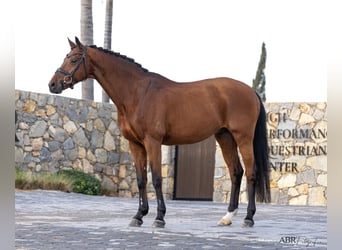 KWPN, Gelding, 21 years, Bay