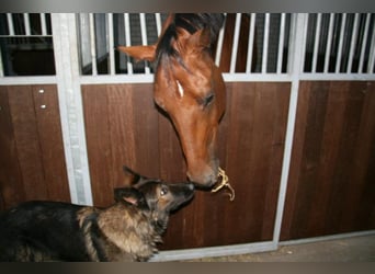 KWPN, Gelding, 23 years, 16 hh, Brown