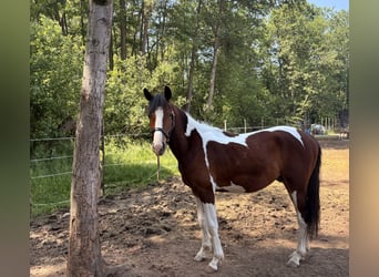 KWPN, Gelding, 2 years, 14.2 hh, Pinto