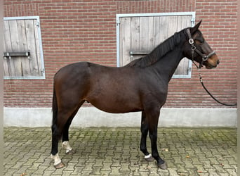 KWPN, Gelding, 2 years, 15,2 hh, Brown