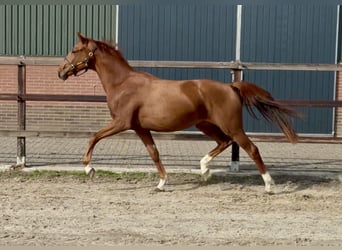 KWPN, Gelding, 2 years, 15.2 hh, Chestnut