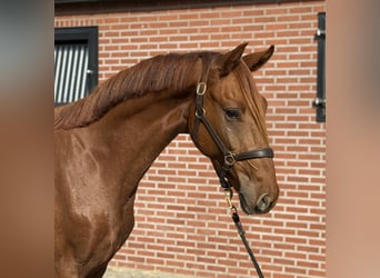 KWPN, Gelding, 2 years, 15.2 hh, Chestnut