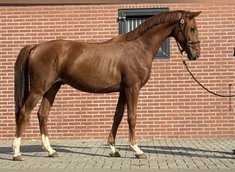 KWPN, Gelding, 2 years, 15.2 hh, Chestnut