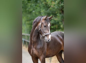 KWPN, Gelding, 2 years, 16.1 hh, Bay-Dark