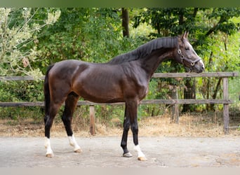 KWPN, Gelding, 2 years, 16.1 hh, Bay-Dark