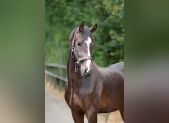 KWPN, Gelding, 2 years, 16.1 hh, Bay-Dark