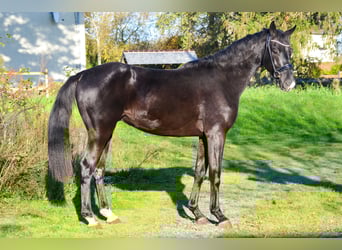 KWPN, Gelding, 2 years, 16.1 hh, Black