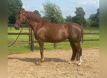 KWPN, Gelding, 2 years, 16.2 hh, Bay-Dark