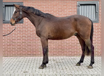 KWPN, Gelding, 2 years, 16.2 hh, Brown
