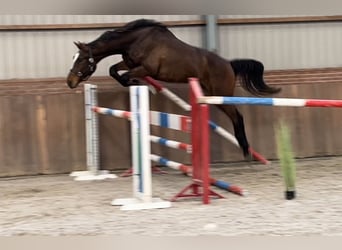 KWPN, Gelding, 2 years, 16.2 hh, Brown