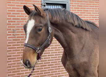KWPN, Gelding, 2 years, 16.2 hh, Brown