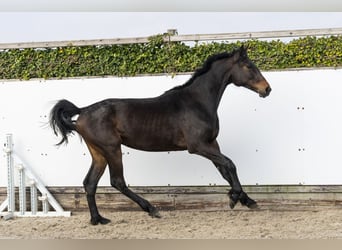 KWPN, Gelding, 2 years, 16.3 hh, Bay-Dark