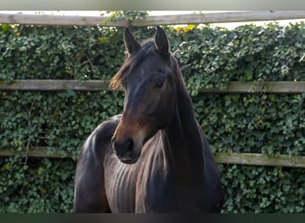 KWPN, Gelding, 2 years, 16.3 hh, Bay-Dark