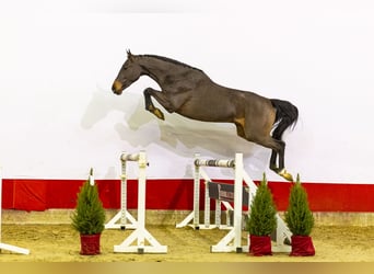 KWPN, Gelding, 2 years, 16 hh, Bay-Dark