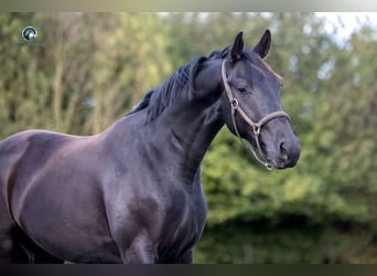 KWPN, Gelding, 2 years, 16 hh, Black