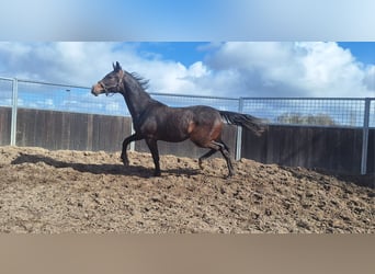 KWPN, Gelding, 2 years, 16,2 hh, Brown