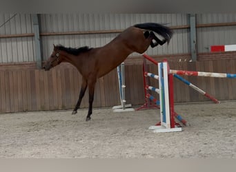 KWPN, Gelding, 2 years, 16,2 hh, Brown