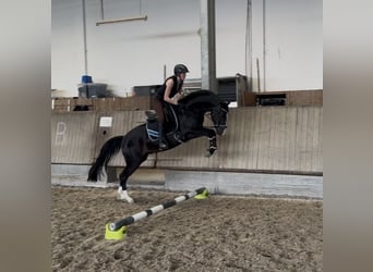 KWPN, Gelding, 3 years, 14.3 hh, Smoky-Black